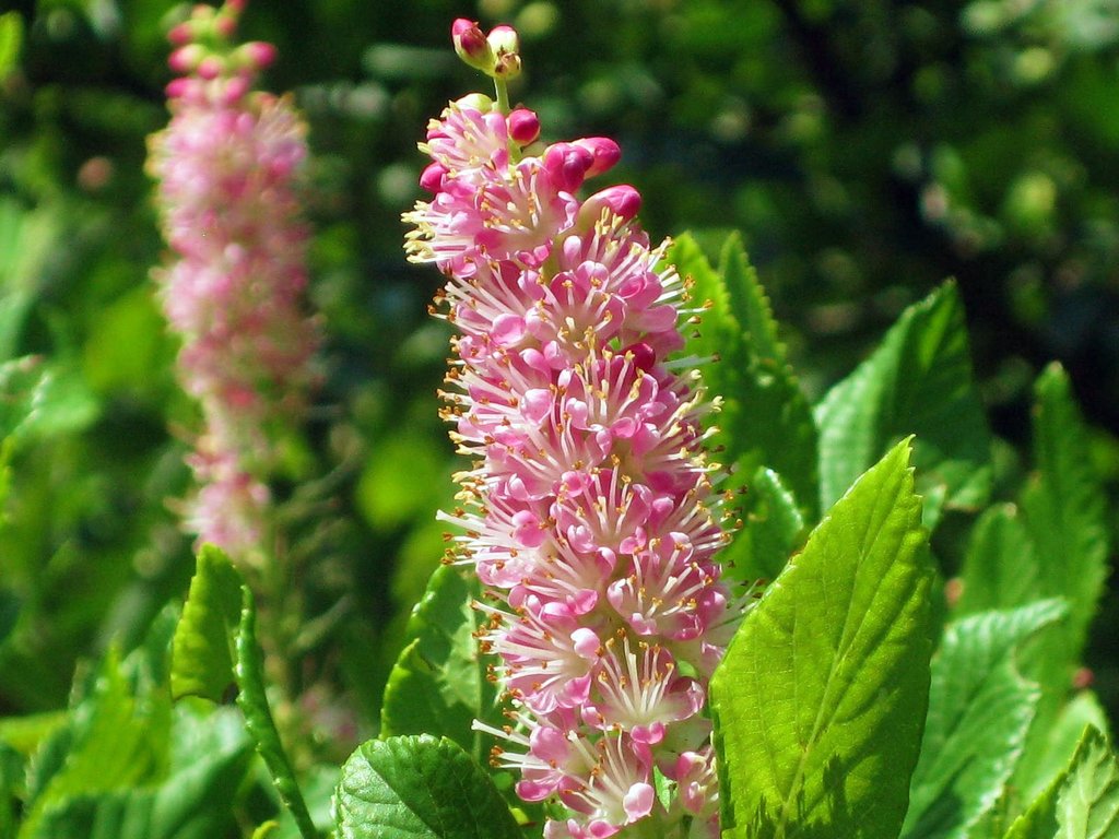 Clethra alnifolia 'Pink Spire'